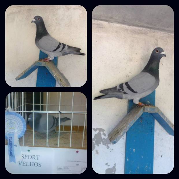 10247406_1402974846670216_7262636738027735065_n