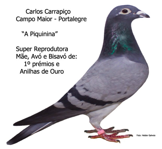 desanilhada carrapiço