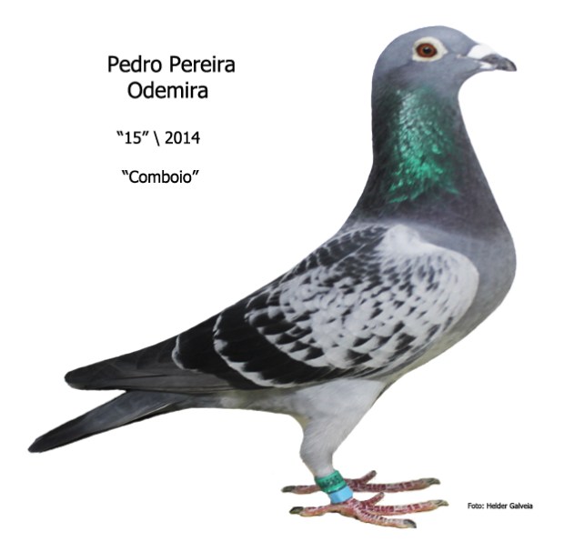 Comboio Pedro Pereira