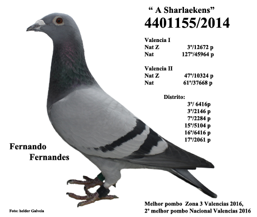 femea fernando finalisada