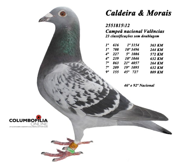 femea crato com km Co