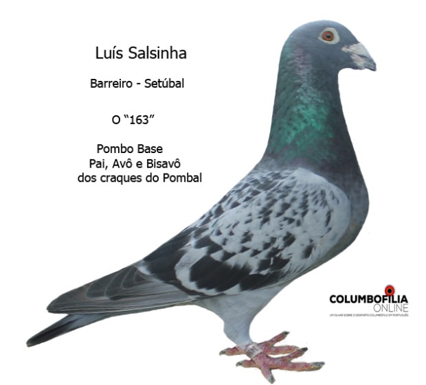 163 luis salsinha