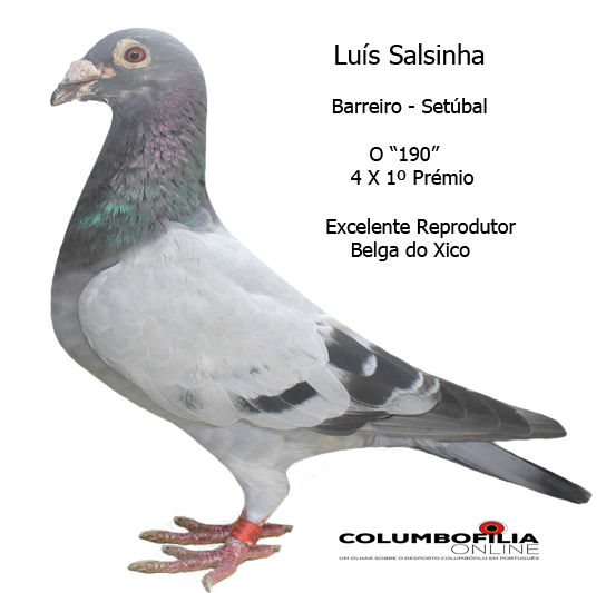 190 luis salsinha