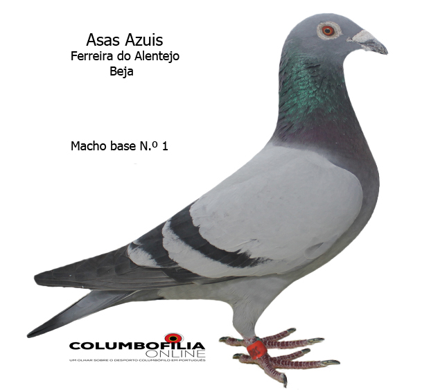 3 foto asas azuis 17