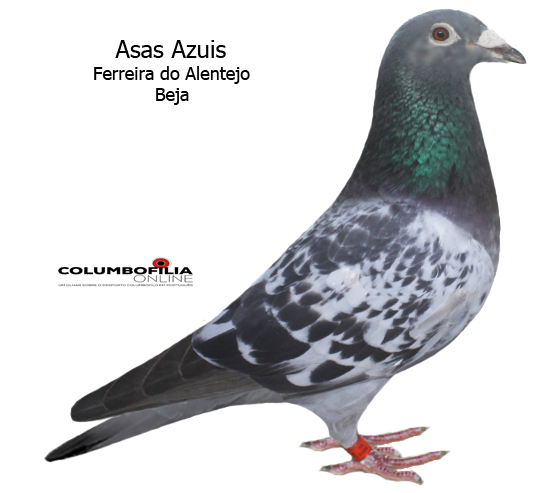 4º foto asas azuis ferreira 17