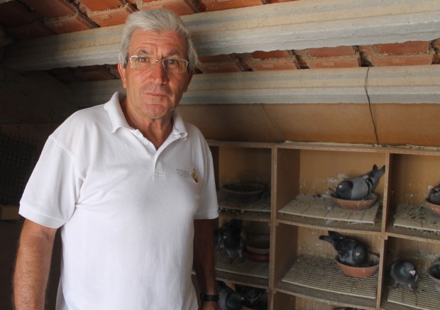 pombal reprodutores asas azuis