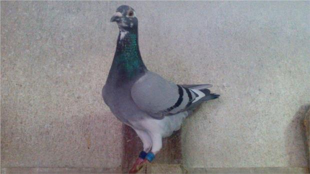 641211916 Vencedora da 2ª Prova Yearlings 2017 Anilha Prata Yearlings 2017, Horácio Oliveira