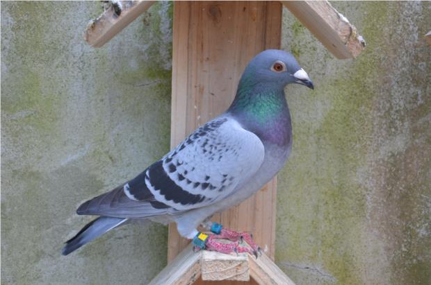 6412166716 Campeão Yearlings-Jose Luis Soares