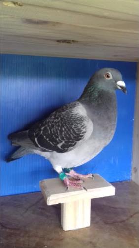 Anilha Bronze velocidade Santa Maria 2017, 443979214 . Antero Luís B