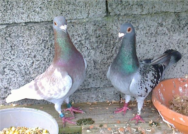 Vermelha 5441929 15 Anilha Prata Linha Terceira Asas da Relva