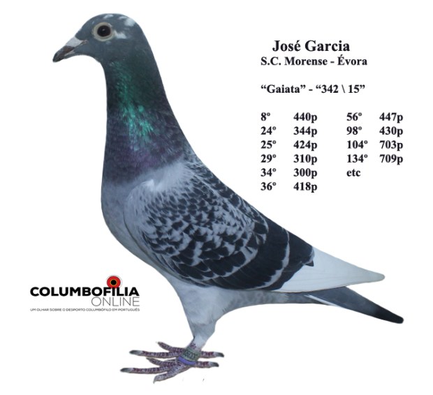 342 jose garcia