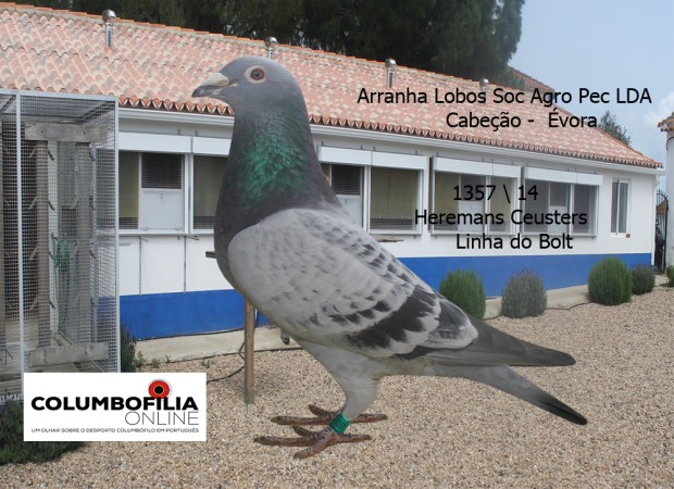 1357 Miguel Cabeção