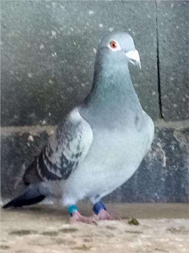 29570818_1436318406479778_1770310744848276366_n