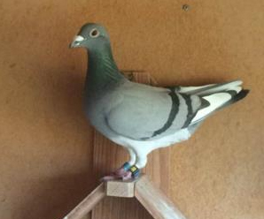 pomba andre e inacio