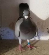 pombo manuel Camacho