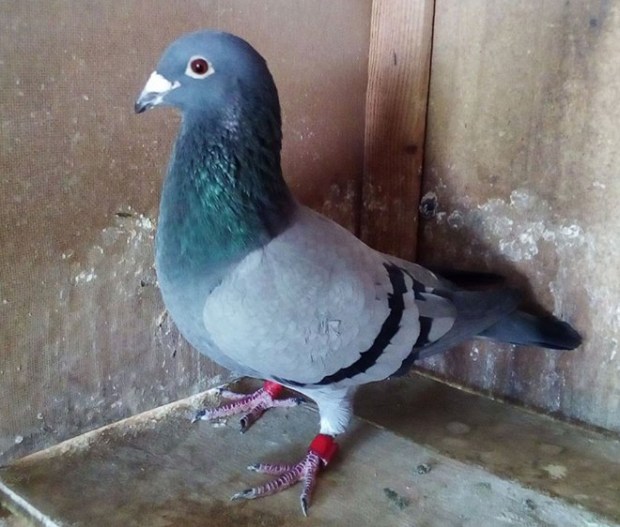 belga xico bento moita