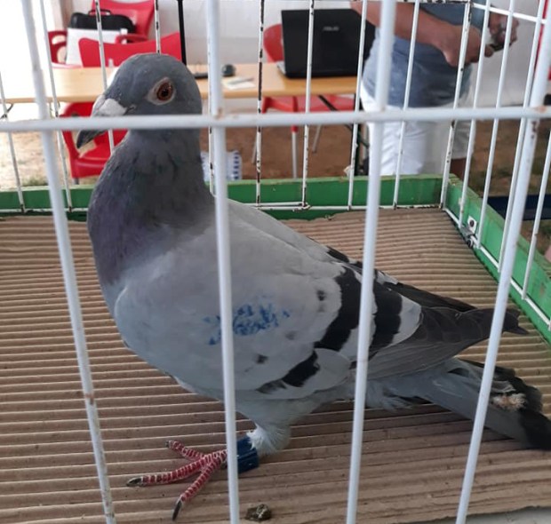 43110278_1997582510262578_6545520976463921152_n