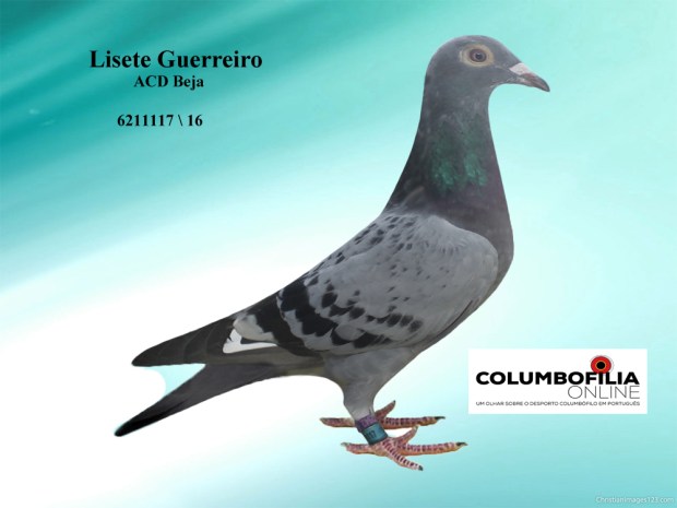 6211117 lisete guerreiro