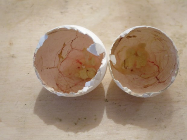 Youngsters with seven days