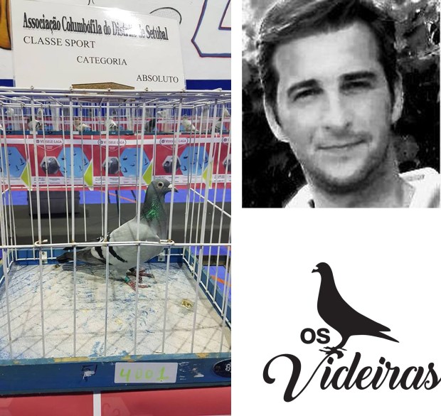 videiras e a pomba.jpg