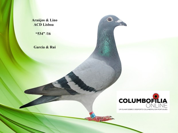 534 araujos e lino.jpg