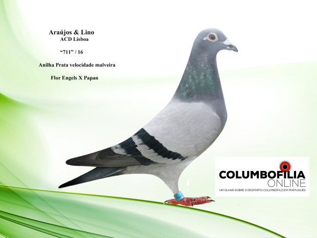 711 araujos e lino.jpg