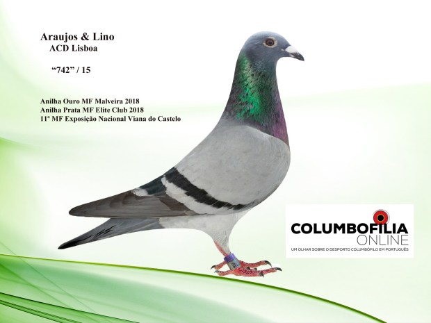 742 araujos e lino.jpg