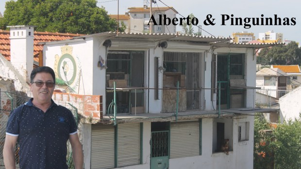 destaque alberto pinguinhas