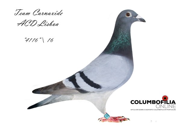 4116 team carnaxide.jpg