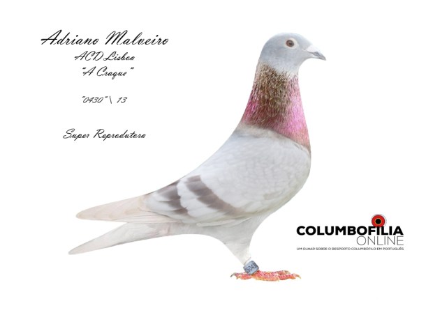 craque adriano malveiro.jpg