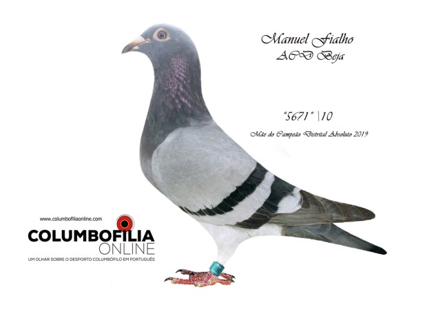 inglesa de Manuel Fialho