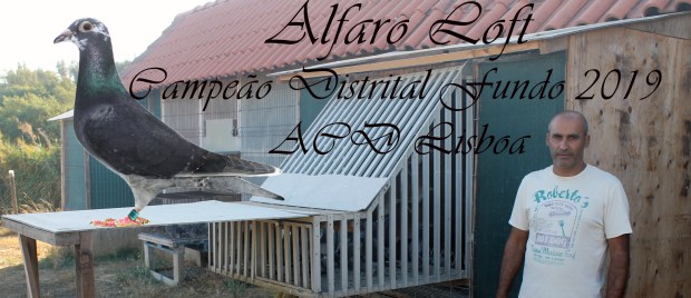 destaque alfaro loft