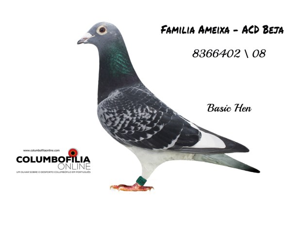 femea base ameixa.jpg