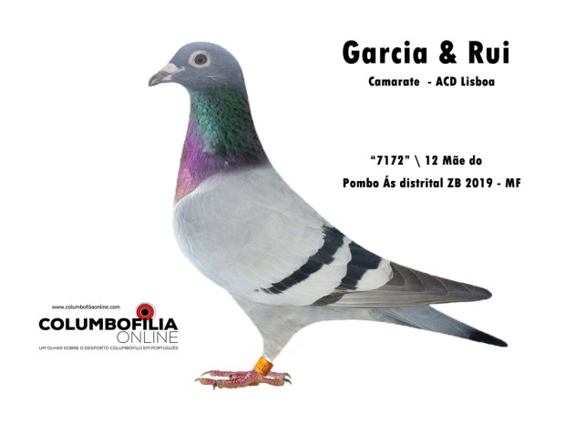 pomba irma natalicio