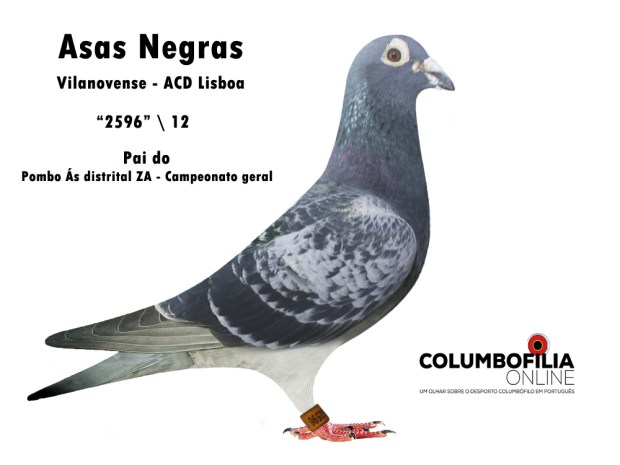 2596 asas negras.jpg