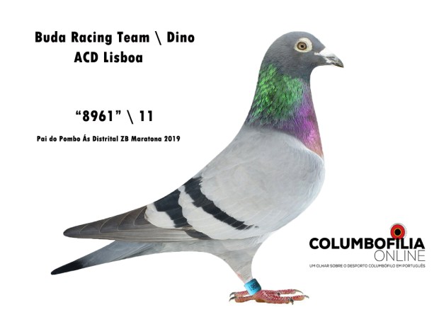 dino pai da maratona.jpg