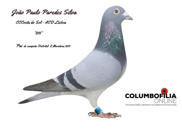 mae campeao maratona paredes 2019.jpg