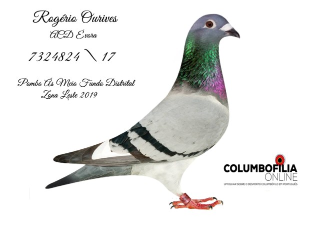 pomba rogerio.jpg