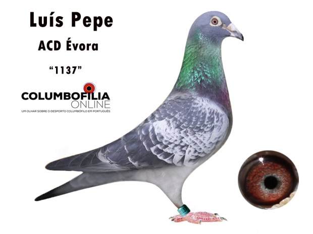 1137 luis Pepe