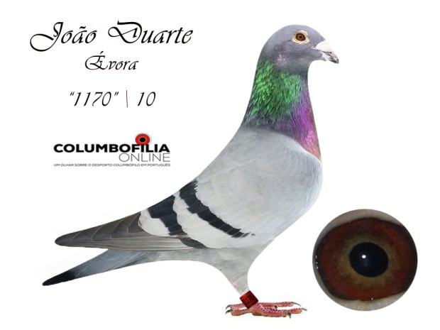 1170 joao duarte