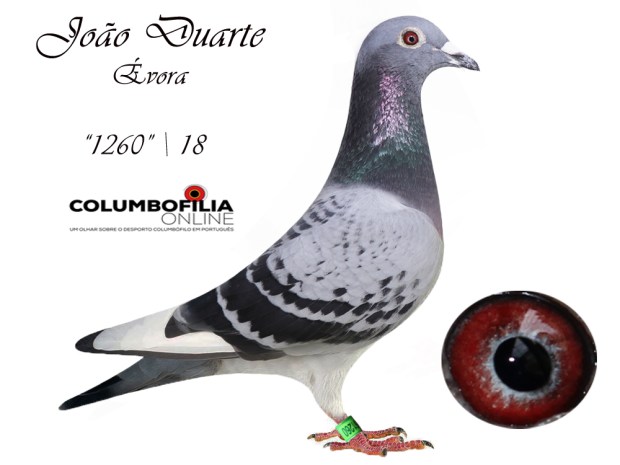 1260 joao Durarte