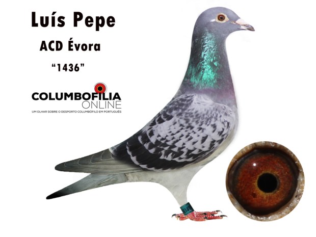 1436 luis Pepe