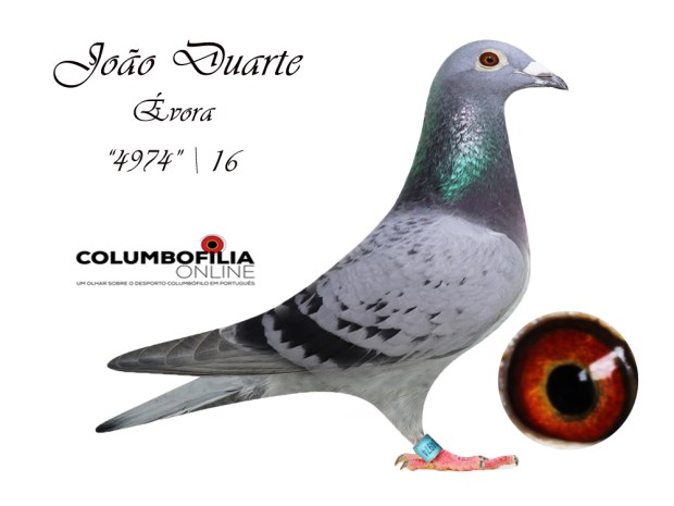 4974 joao duarte