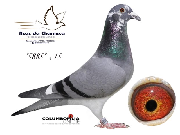 5885 asas charneca