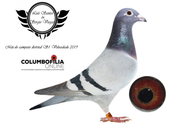 mae canmpeao luis santos