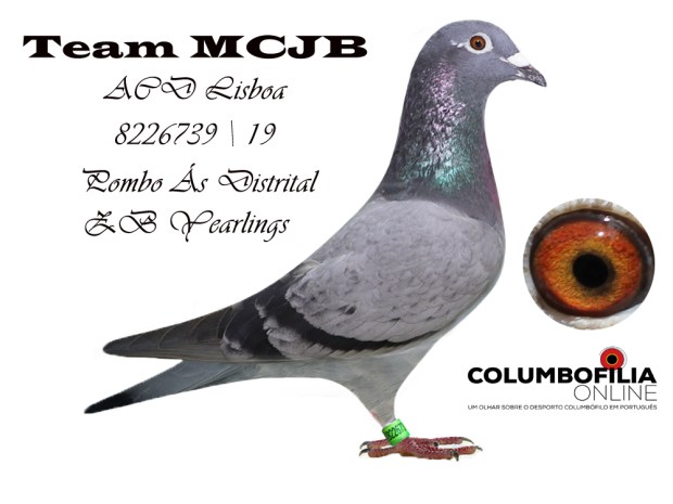 ouro yearlings team 2020