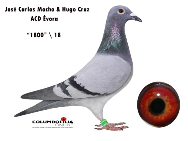1800 mocho e hugo cruz.jpg