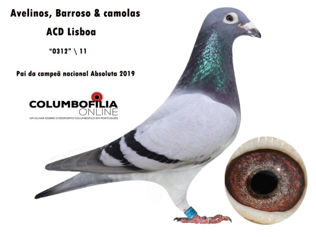 pai campea naciona avelinos