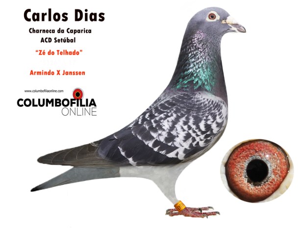 ze do telhado carlos jorge