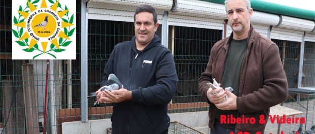 destaque ribveiro & Videira 2022